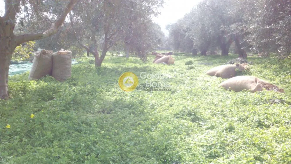 Jardin - Rustic Property with Olive Trees in Phaistos Centre