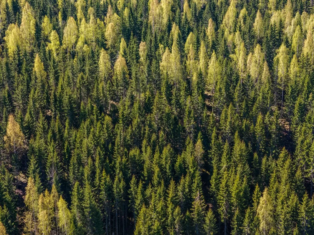 Unbuilt Land with Forest in Sundsvall