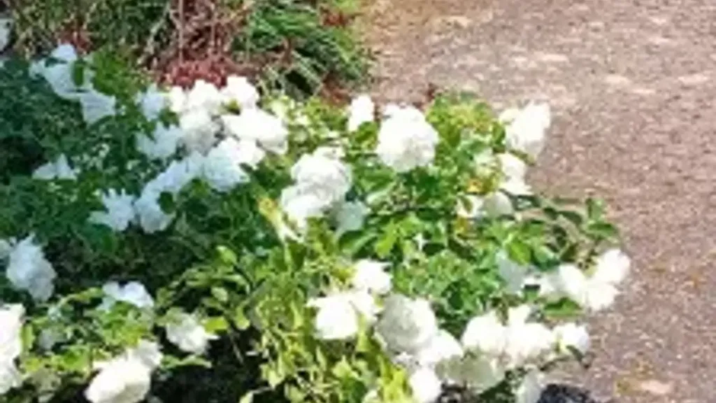 Jardin - Bifamily House with Garden near Ticino Park, Cameri