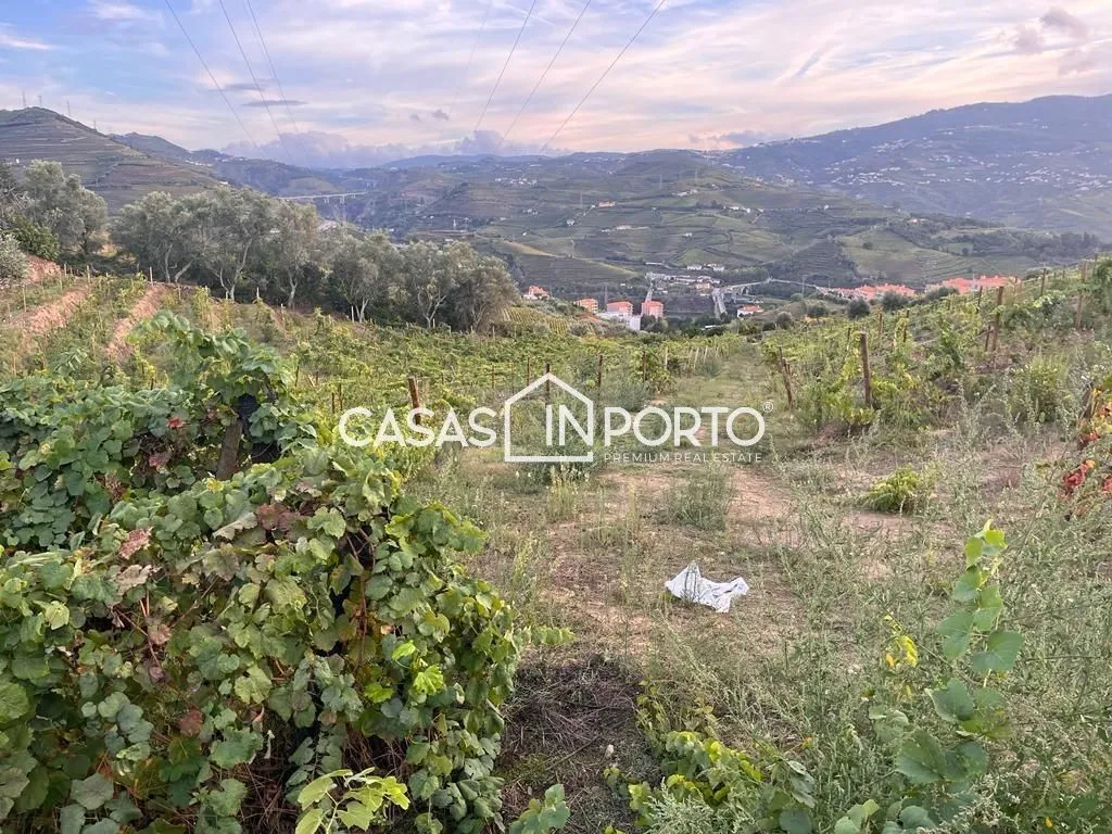Aed - Luxury Farmhouse with Vineyard in Peso da Régua
