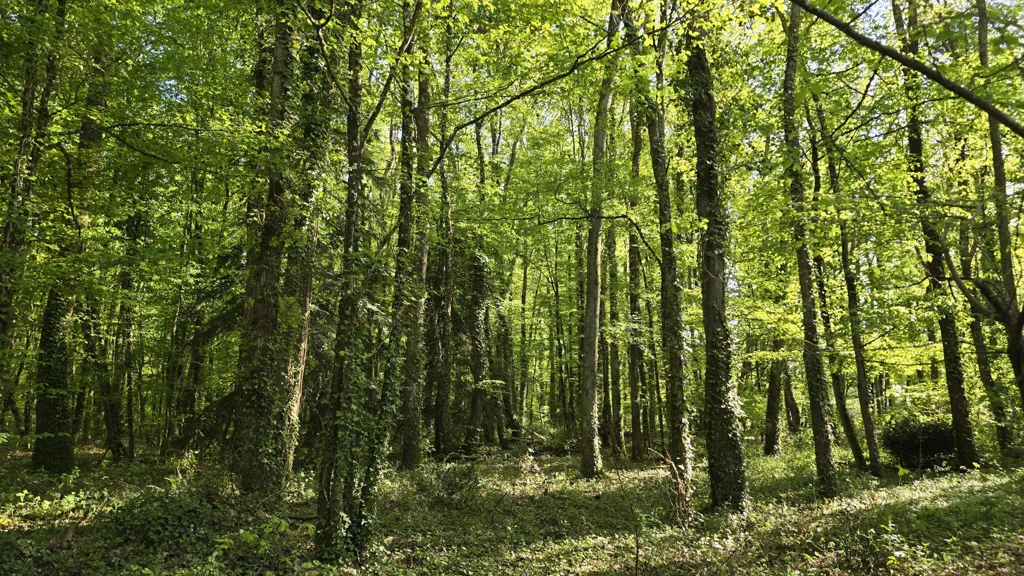 Propriété avec Étang et Piscine sur 2 Hectares