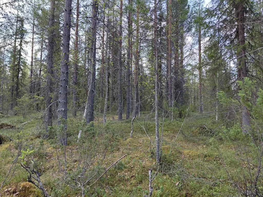 Jardin - Cottage with Lake View in Kuusamo