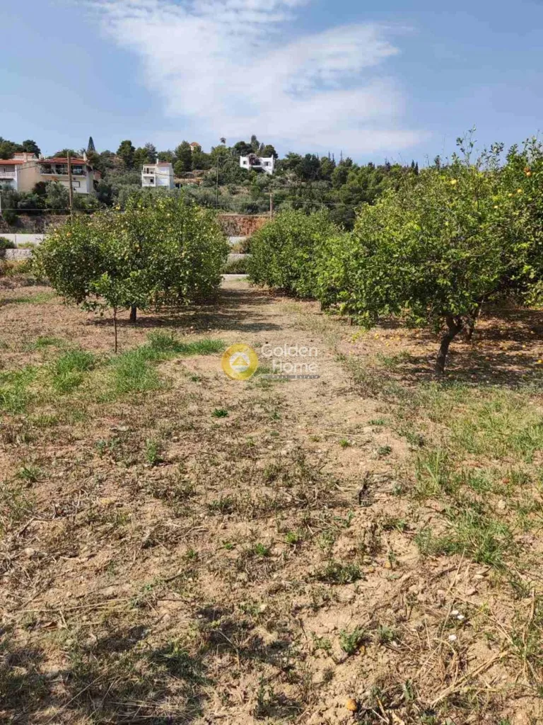 Aed - Plot with Lemon Trees in Xylokastro-Melissi