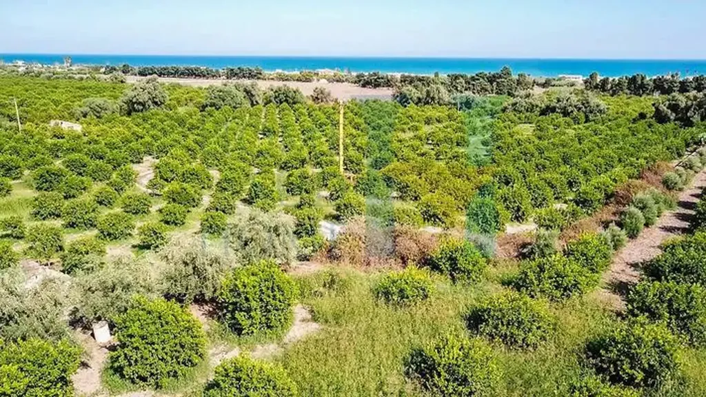 Aed - Warehouse with Lemon Grove near Avola