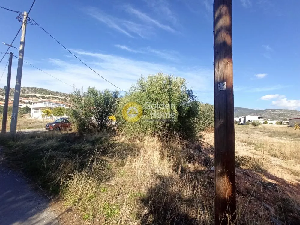 Aed - Agricultural Plot with Olive Potential in Ano Liosia