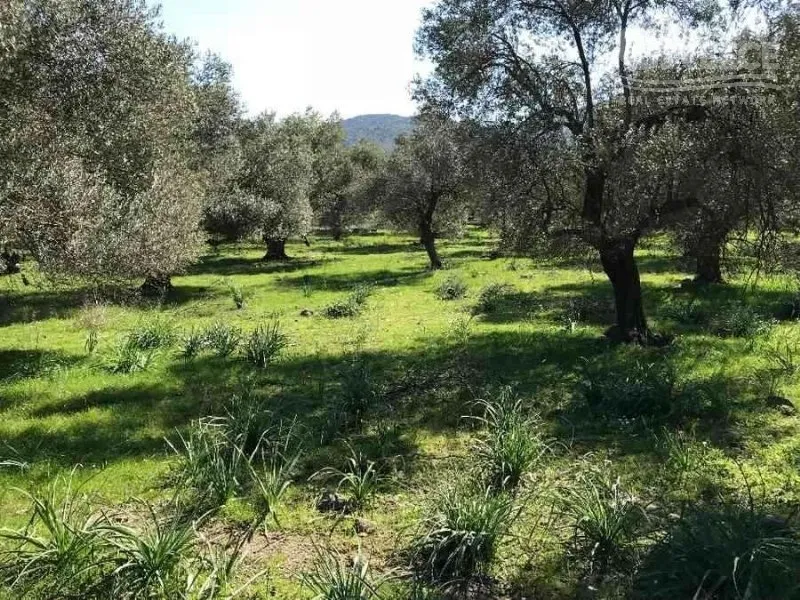 Aed - Investment Plot in Skala Misegnou, Lesvos