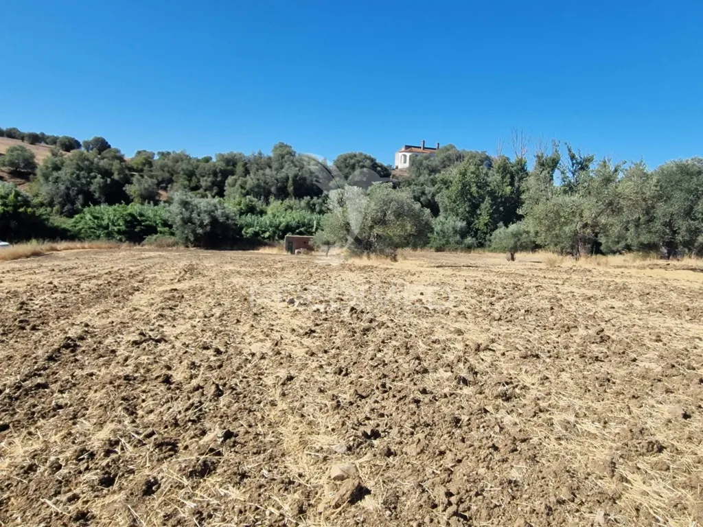 Jardin - Rustic Land with Olive Trees in Vale Sobrigo