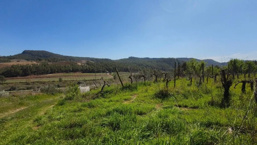 Aed - Boutique Vineyard with Winery in Priorat
