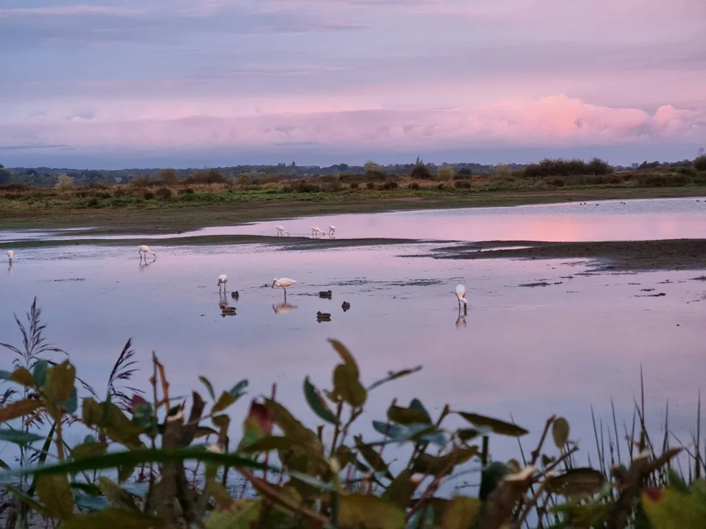 Marshland with Ponds in Bois-de-Céné