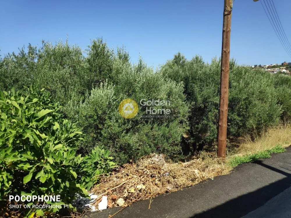 Aed - Plot with Olive Trees in Heraklion, Crete