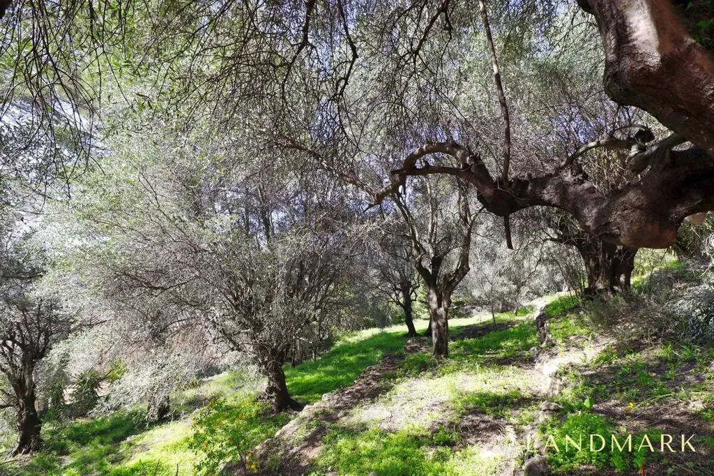 Jardin - Bastide Élégante avec Piscine à Cabris