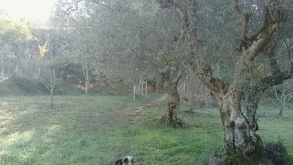 garden