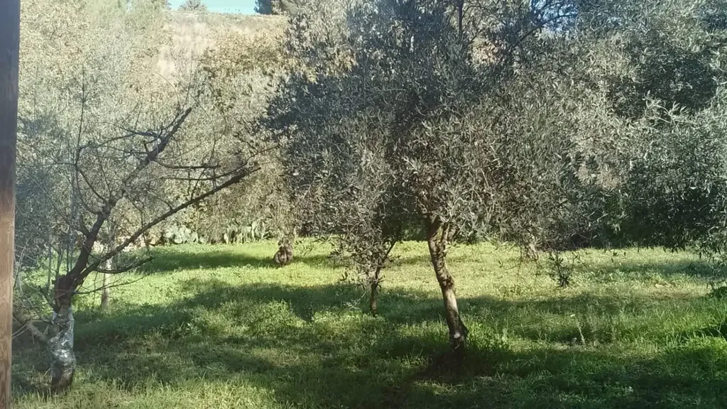 garden