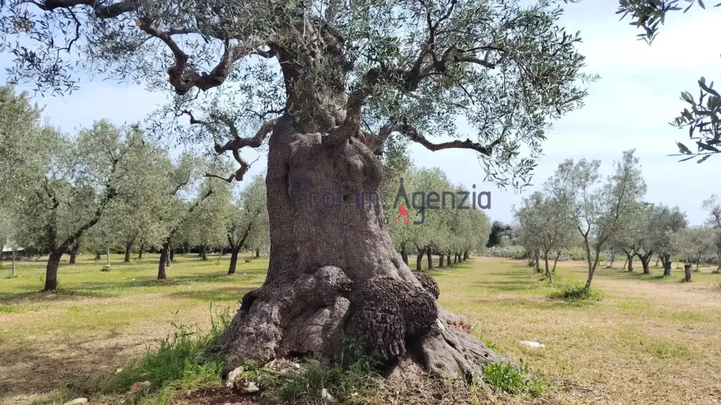 Giardino - Villa with Pool in Carovigno