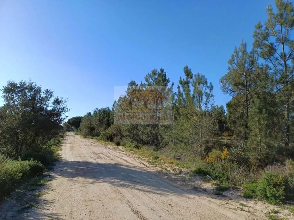 Jardin - Land with Pine Trees near Grândola