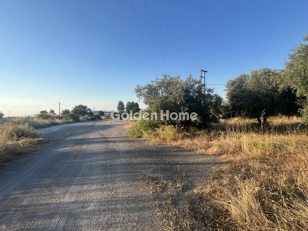 Giardino - Commercial Plot with Olive Trees in Traganá