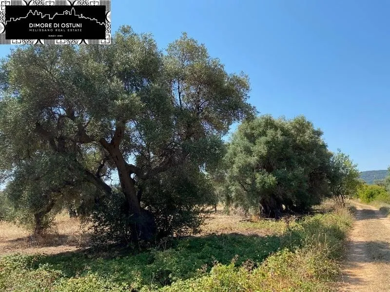 Rustic Lamia with Olive Grove in Ostuni