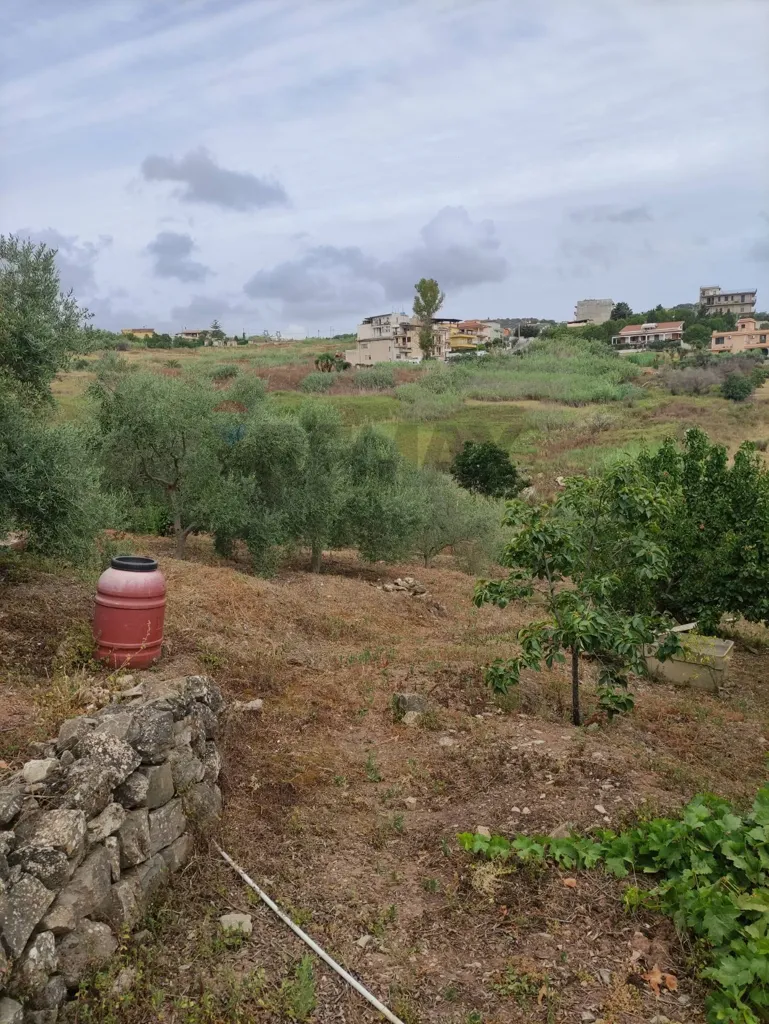 Aed - Agricultural Land with Olive Trees in Bagheria