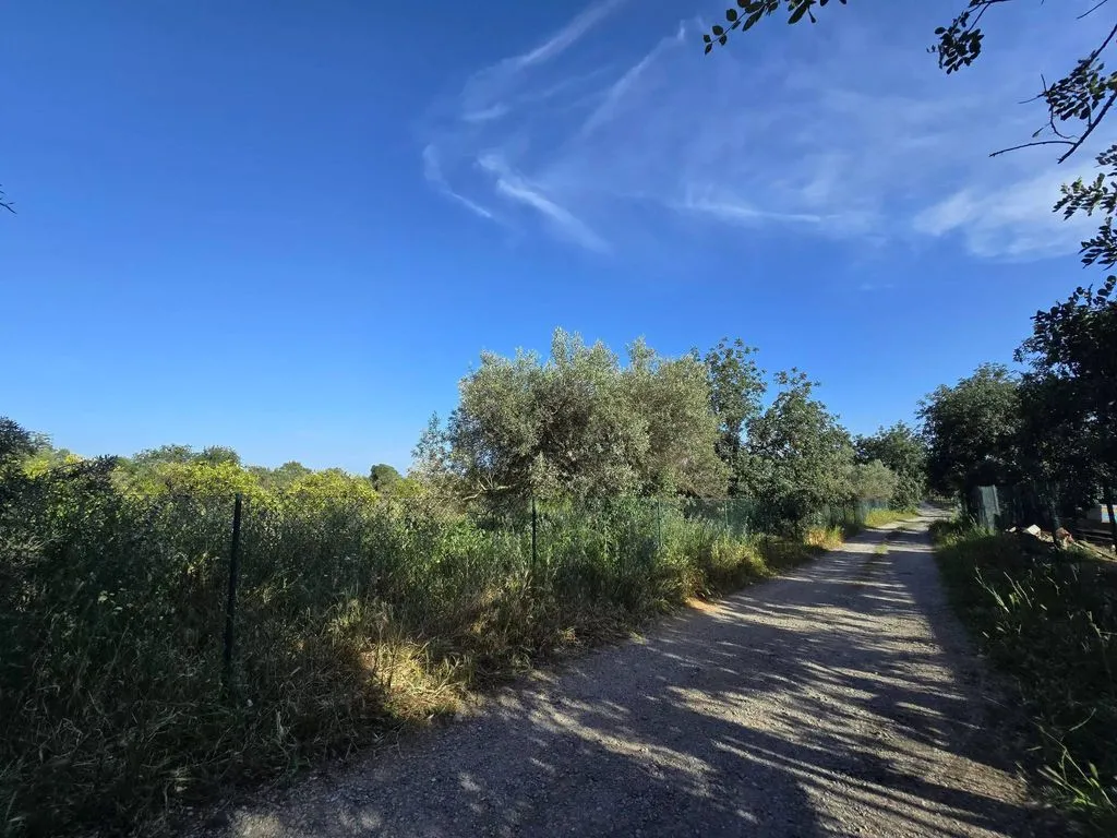 Jardin - Farmhouse with Fruit Trees near Tavira