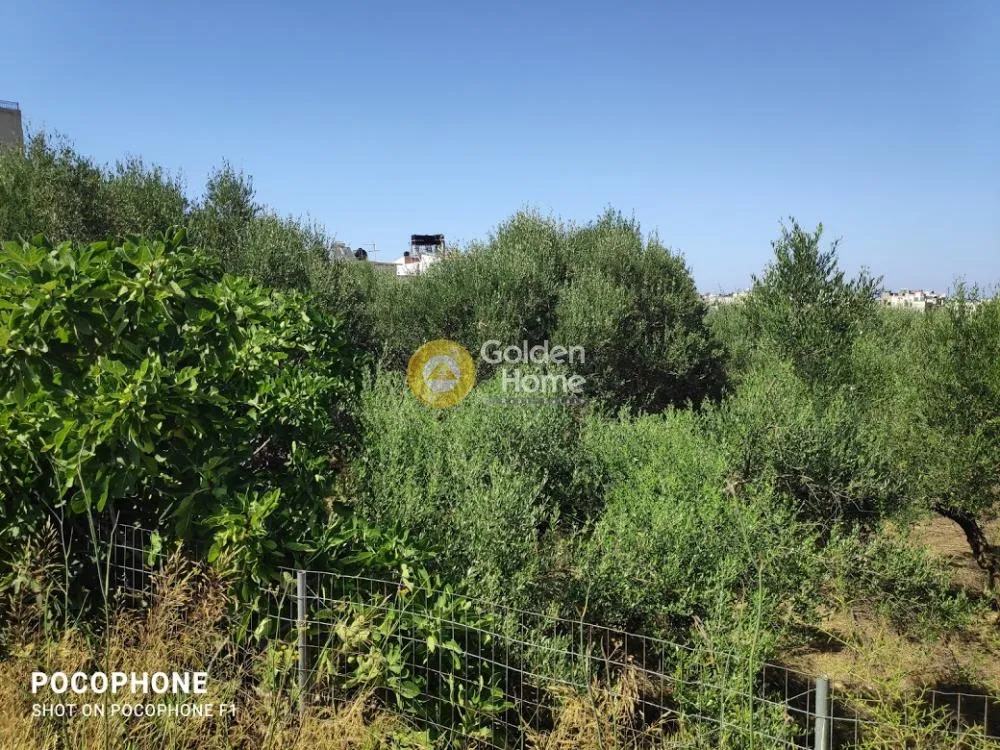Aed - Plot with Olive Trees in Heraklion, Crete