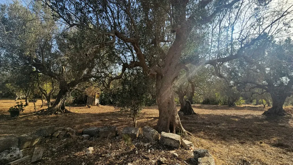 Jardin - Trullo with Olive Grove in Carovigno