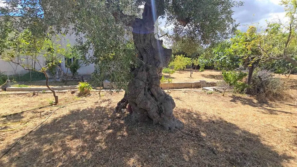 Aed - Apulian Masseria with Sea View in Monopoli