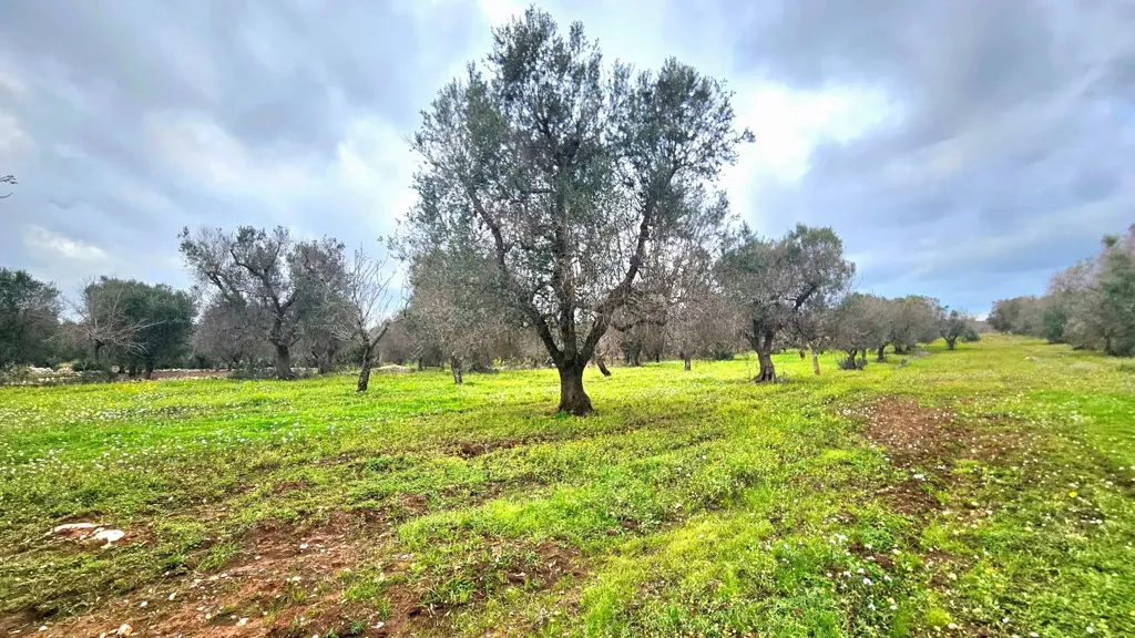Giardino - Trullo da ristrutturare con terreno a Carovigno