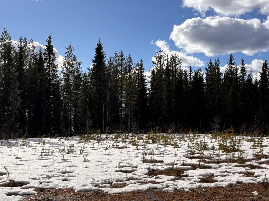 Aed - Forest Property with Development Potential in Gällivare