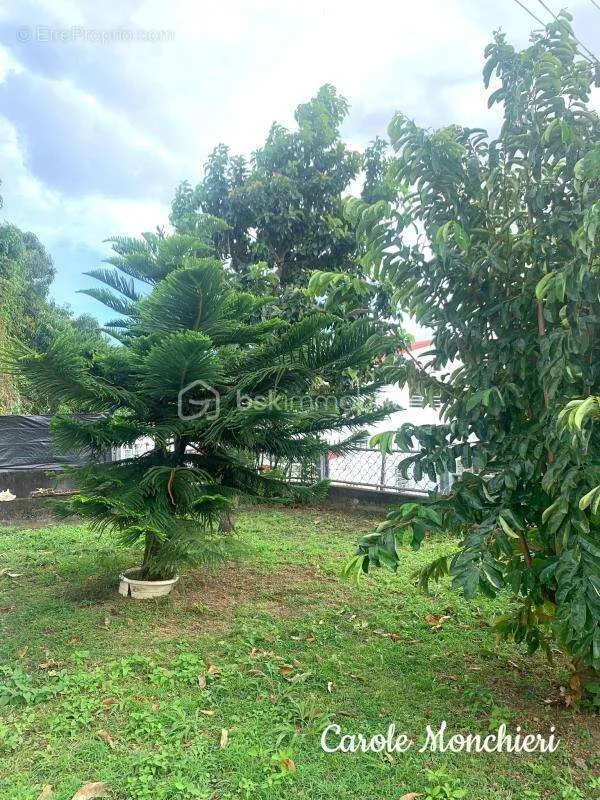 Jardin - Maison avec Atelier et Studio à Basse-Terre