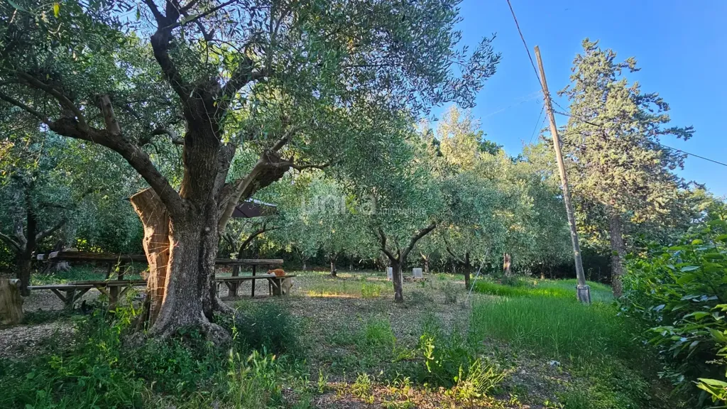 Jardin - Rustic House with Olive Grove in Jesi
