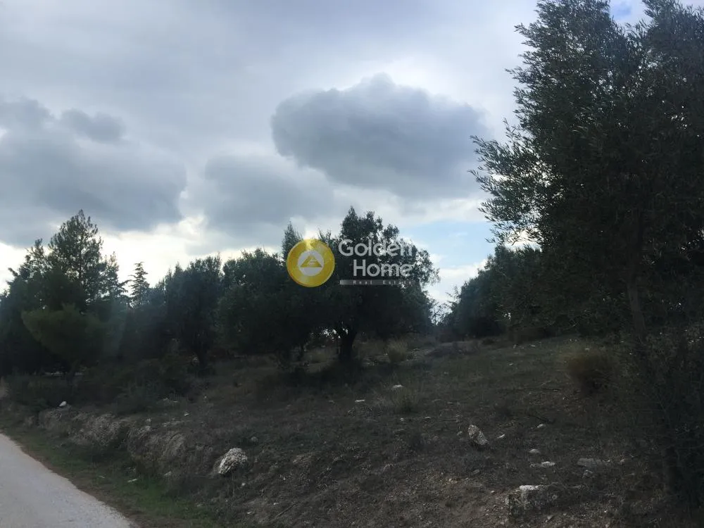 Jardin - Agricultural Plot with Olive Trees in Keratea