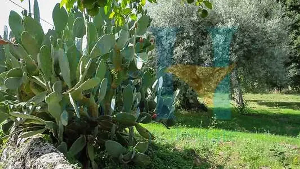 Jardin - Sicilian Casale with Orchard near Noto