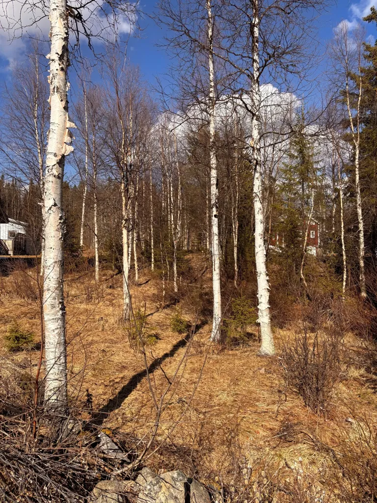 Aed - Forest Property with Development Potential in Gällivare