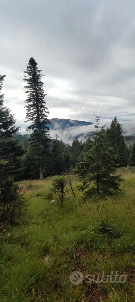 Forested Land near Magrè, Tretto