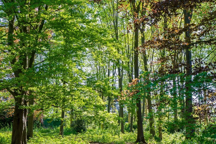 Jardin - Villa Caractéristique avec Parc de 2,7ha près de la Côte