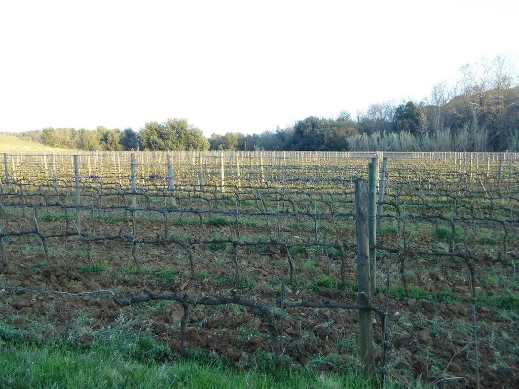Garden - Vineyard Estate with Olive Grove in Suvereto