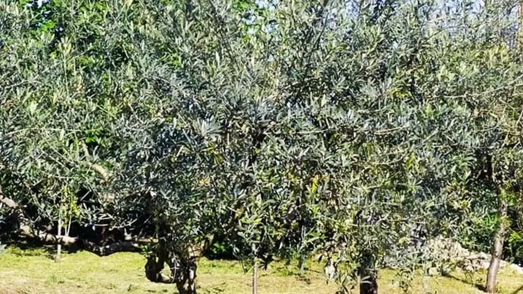 Jardin - Villa with Pool in Zagarolo
