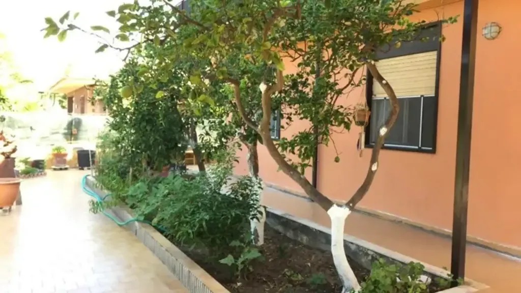 garden