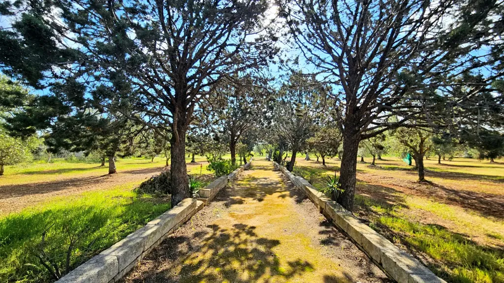 Extérieur - Villa with Olive Grove near Carovigno