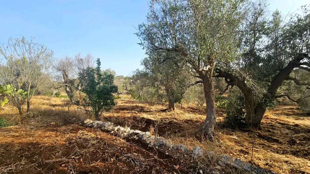 Jardin - Trullo with Olive Grove in Carovigno