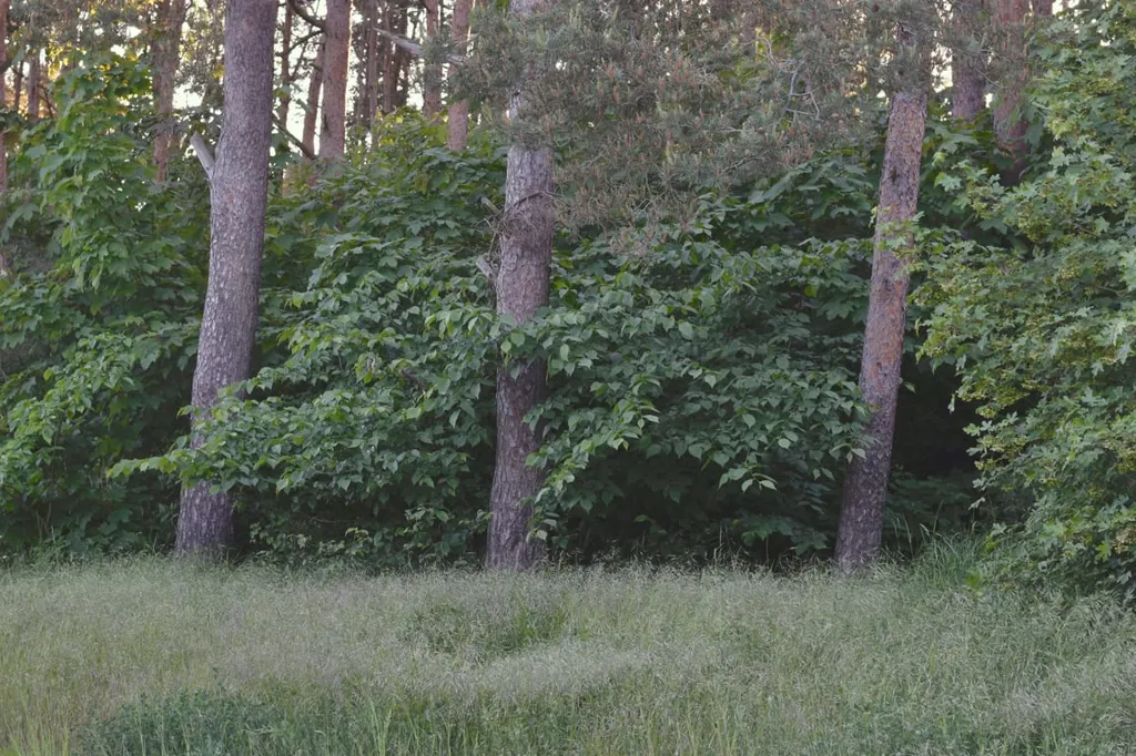 Aed - Three Plots with Nature Near Hofterup