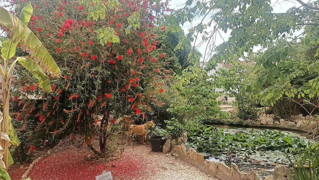 garden