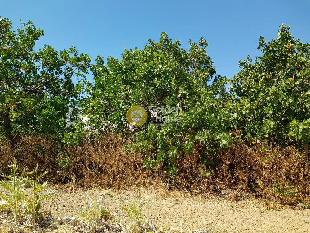 Aed - Plot for Development with Mountain View in Neos Koutavas