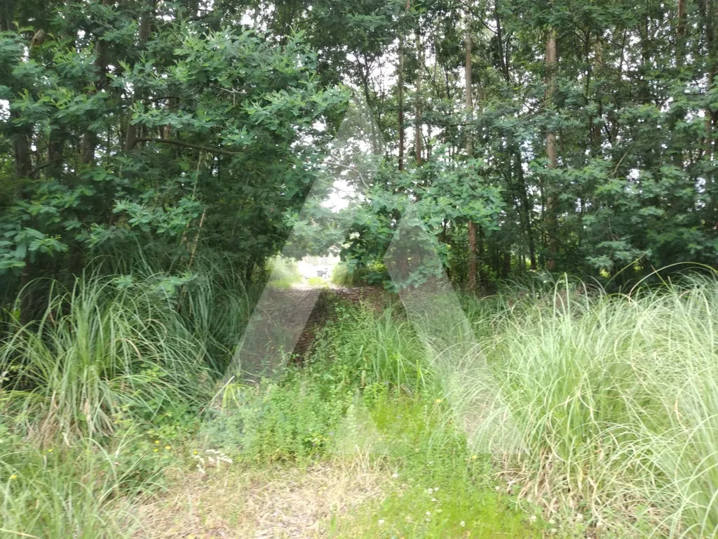 Garden - Approved Industrial Plot in Loureiro, Oliveira de Azeméis