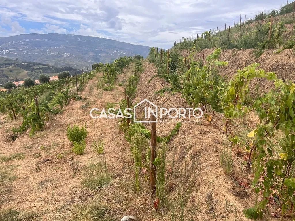 Aed - Luxury Farmhouse with Vineyard in Peso da Régua