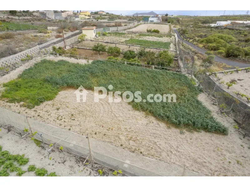 Jardin - House with Vineyard in Granadilla de Abona