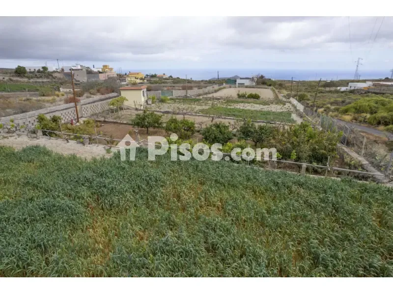 Jardin - House with Vineyard in Granadilla de Abona