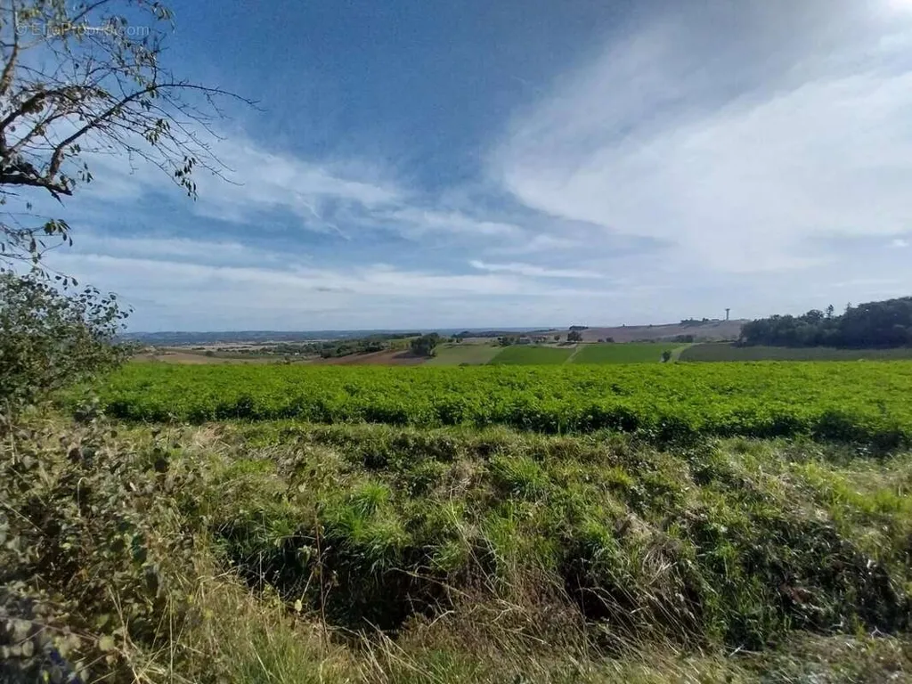 Jardin - Maison de Vigneron avec Piscine et Vue Panoramique à Lisle-sur-Tarn