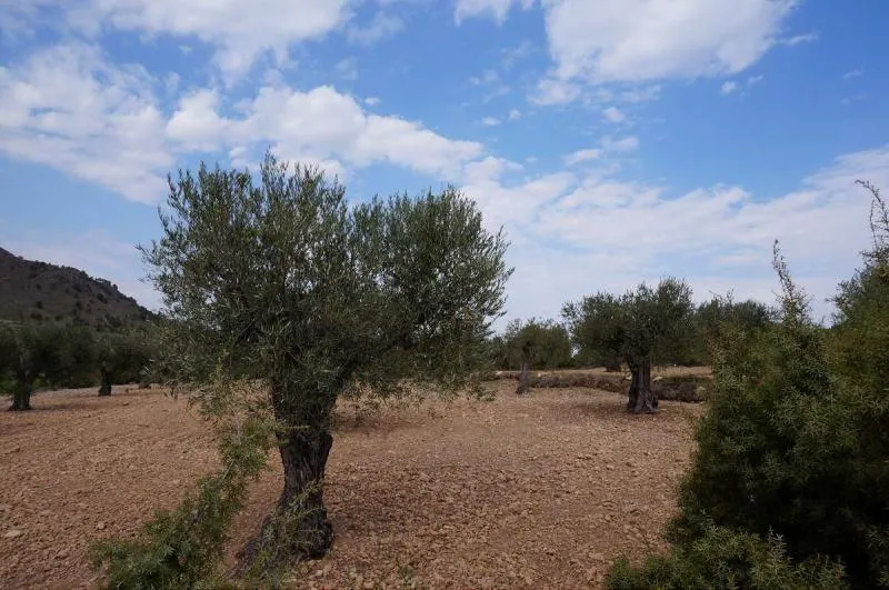 Large Plot in Yecla