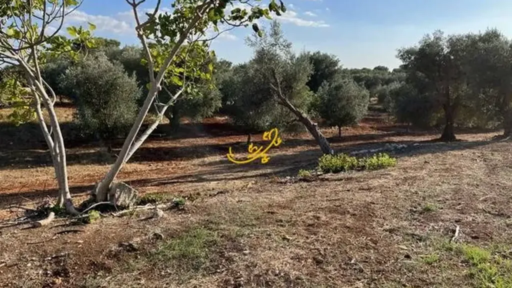 Jardin - Rustic Property with Pool Project in Ceglie Messapica